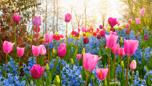 4 idées de senteurs de bougies pour le printemps