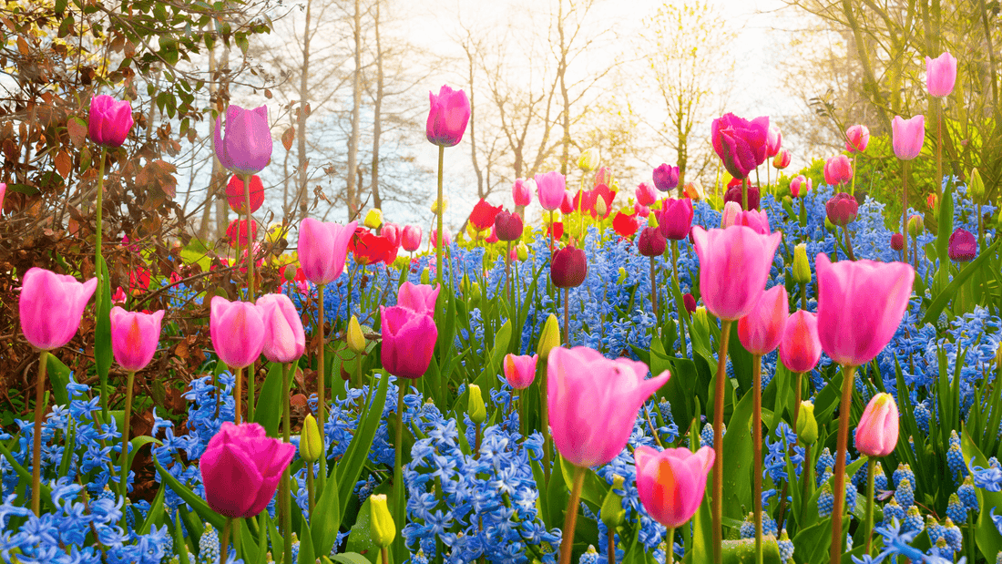 4 idées de senteurs de bougies pour le printemps